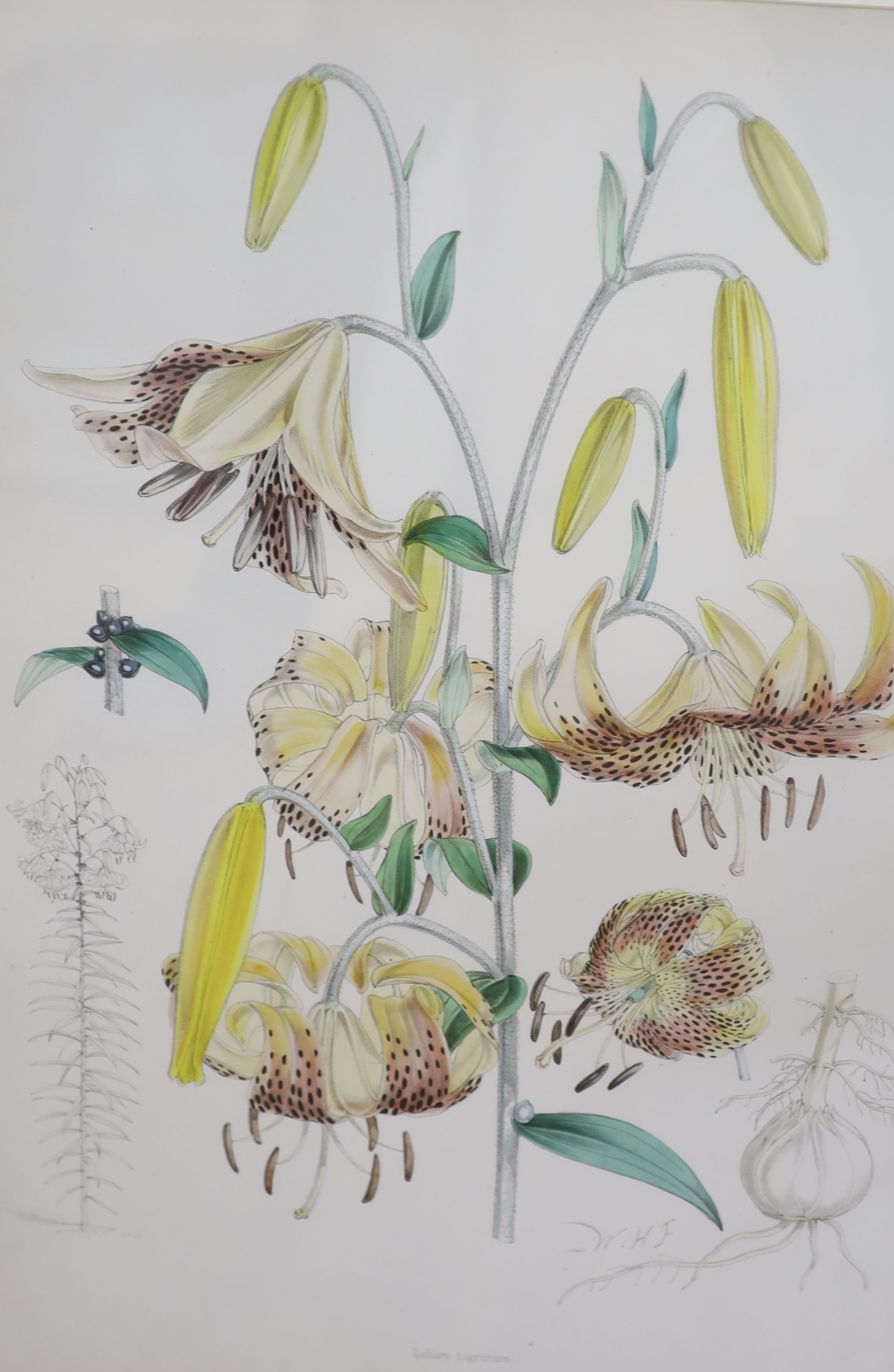 A set of six hand coloured botanical prints of lilies, 53 x 36cm